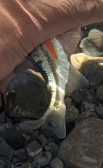Richardsonius balteatus
