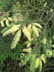 Picea abies