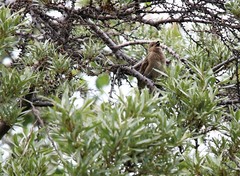 Carpodacus erythrinus grebnitskii