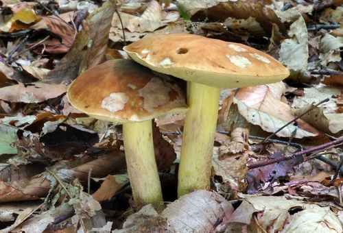 Smoothish-stemmed bolete