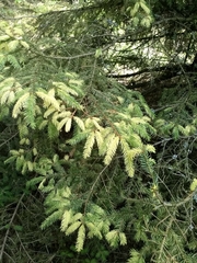 Picea abies