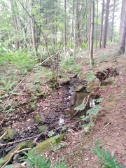 Austropotamobius torrentium