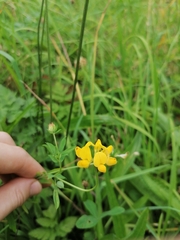 Lotus corniculatus
