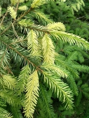 Picea abies