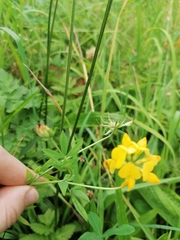 Lotus corniculatus