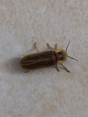 Lampyris pseudozenkeri