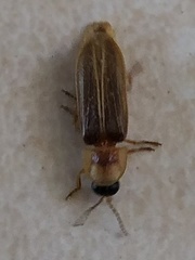 Lampyris pseudozenkeri