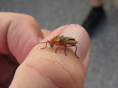 Chauliognathus obscurus