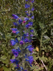 Echium vulgare