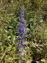 Echium vulgare