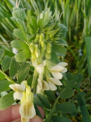 Vicia pannonica