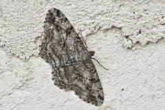 Peribatodes
