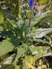 Echium vulgare