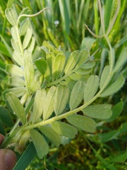 Vicia pannonica