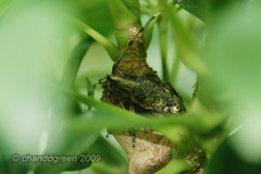 Acalolepta permutans