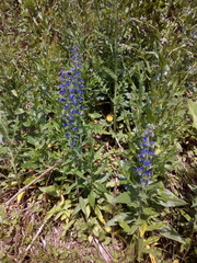 Echium vulgare