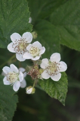 Rubus caesius