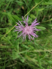 Centaurea jacea