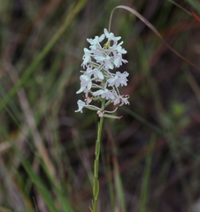 Platanthera nivea
