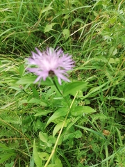 Centaurea jacea