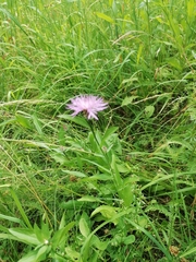 Centaurea jacea