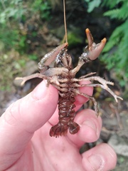 Austropotamobius torrentium