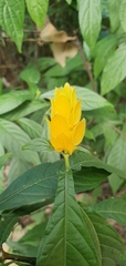 Pachystachys lutea