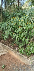 Pachystachys lutea