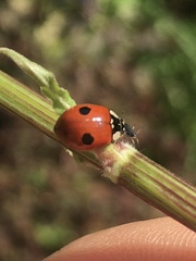 Adalia bipunctata
