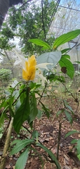 Pachystachys lutea