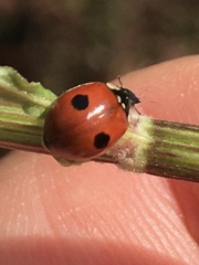Adalia bipunctata