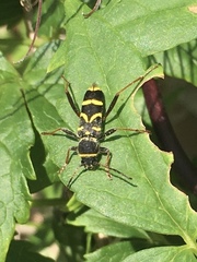 Clytus arietis