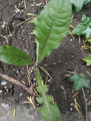 Taraxacum officinale