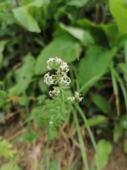 Galium album