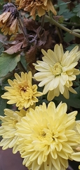 Chrysanthemum