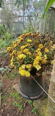 Chrysanthemum