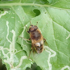 Eristalis tenax