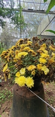 Chrysanthemum