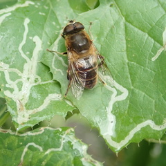 Eristalis tenax