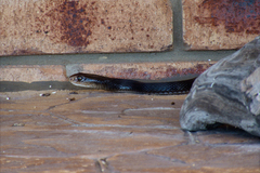 Oxyuranus scutellatus