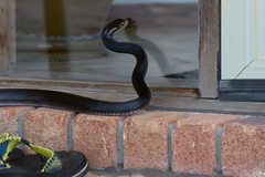 Oxyuranus scutellatus