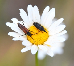 Stenurella melanura