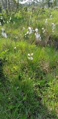 Eriophorum latifolium