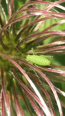 Leptophyes punctatissima