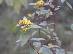 Calea urticifolia