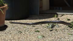 Oxyuranus scutellatus