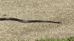 Oxyuranus scutellatus