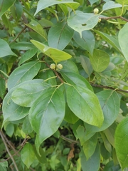 Maclura tricuspidata