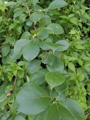 Maclura tricuspidata