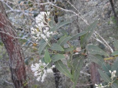 Chromolaena glaberrima